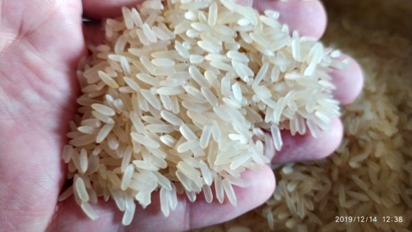 Rice in hand close up