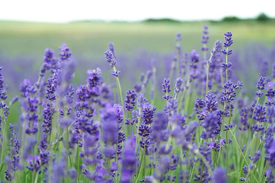 Where to Buy Lavender for Baking: A Culinary Adventure