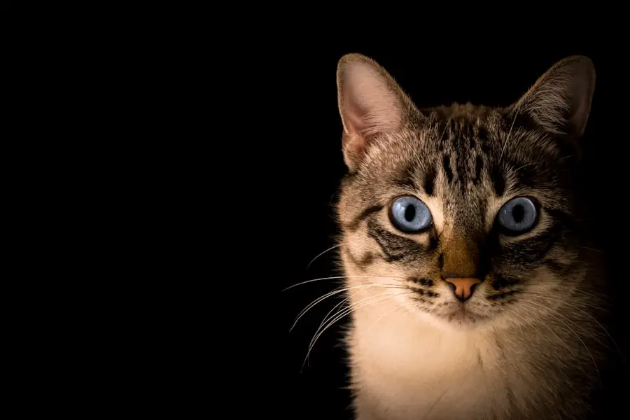 5 Easy No-Bake Cat Treat Recipes Your Feline Friend Will Love
