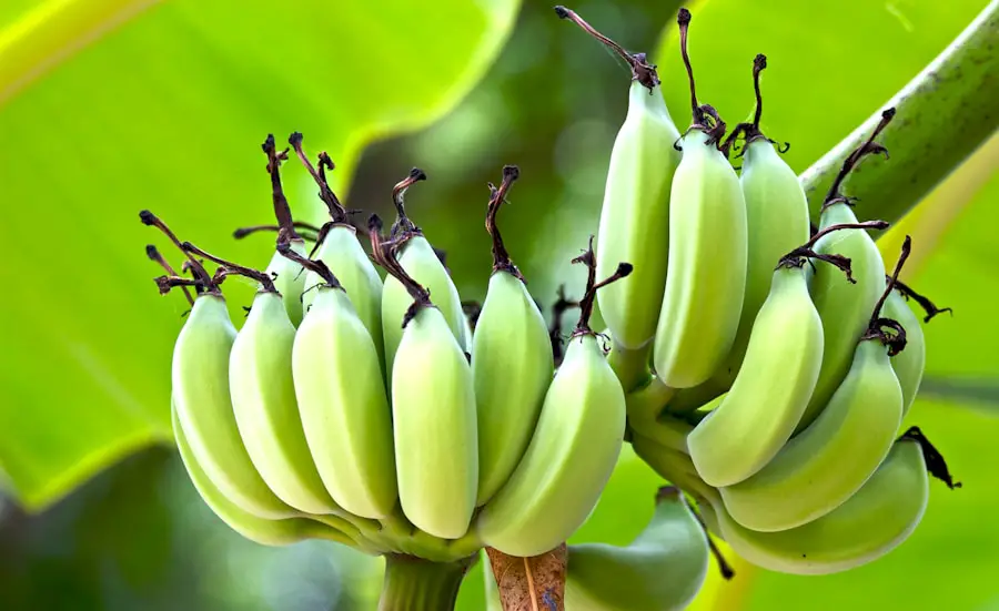 Baking with Bananas: Quick Tips for Speedy Banana Ripening