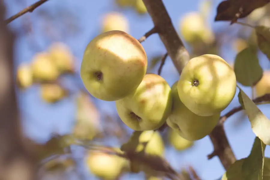 Baking with Apples: Discovering the Best Varieties for Delicious Desserts