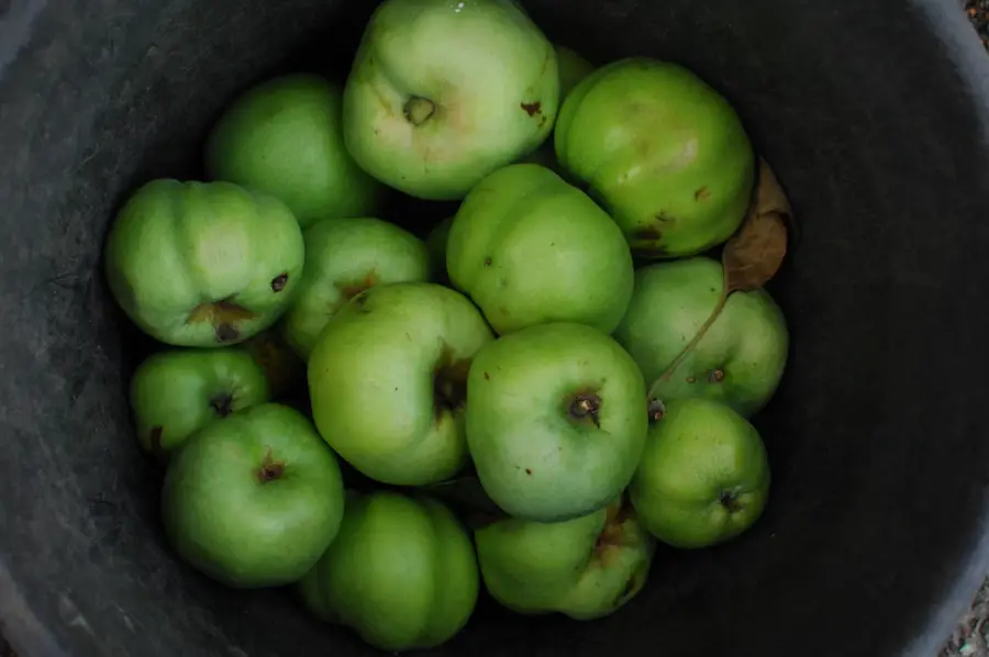 From Granny Smith to Honeycrisp: Finding the Right Apple for Your Baking Needs