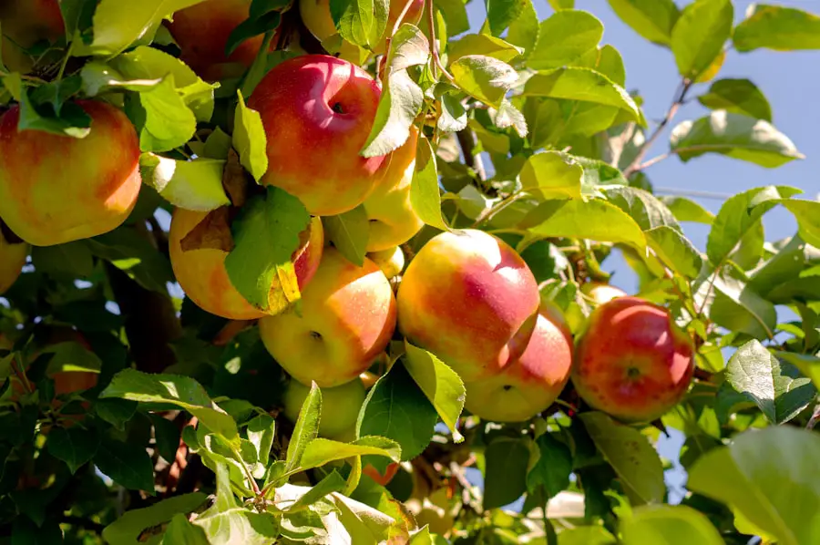 The Best Apples for Perfectly Flaky Pie Crusts: A Baking Guide