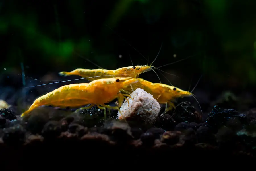 Fried to Perfection: Tips and Tricks for Breading Shrimp Like a Pro