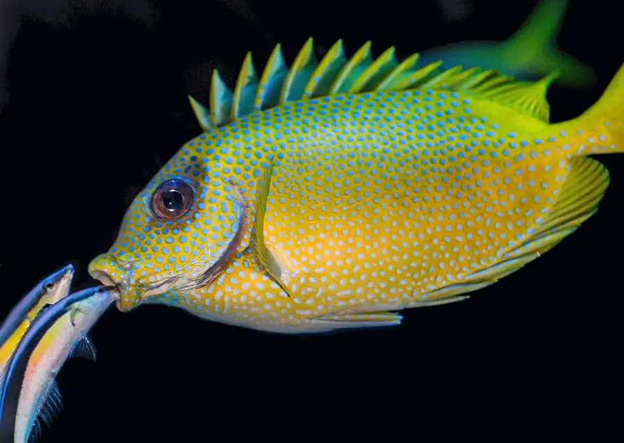 Troubleshooting Guide: Why Your Fish Keeps Sticking to the Deep Fryer Basket
