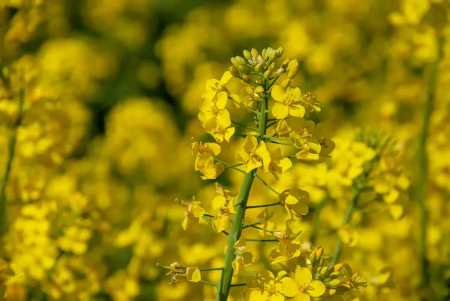 Golden and Delicious: Finding the Ideal Oil for Perfectly Fried Foods